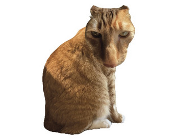 Brush Jjaemu